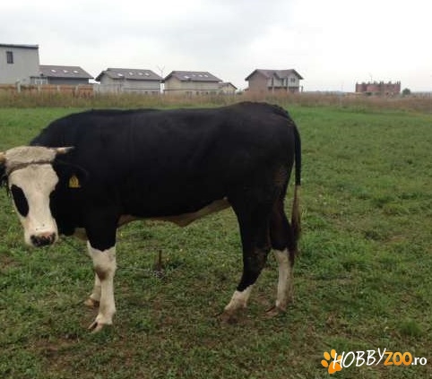 Vaca la prima gestatie de vanzare