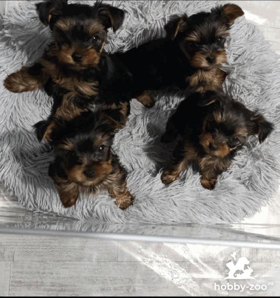 Yorkshire Terrier – Pui frumoși