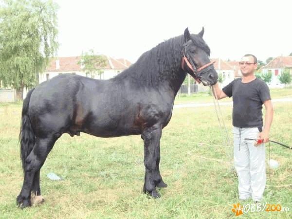 armasar 3 ani,negru,foarte bland