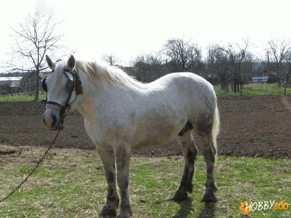 armasar sur de vanzare