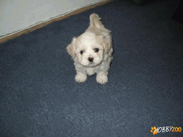 bichon bolonez alb 700.ron.