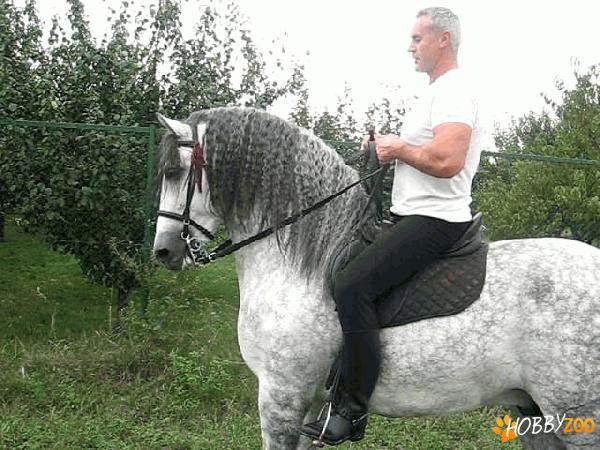 PUR SÂNGE SPANIOL DE VÂNZARE