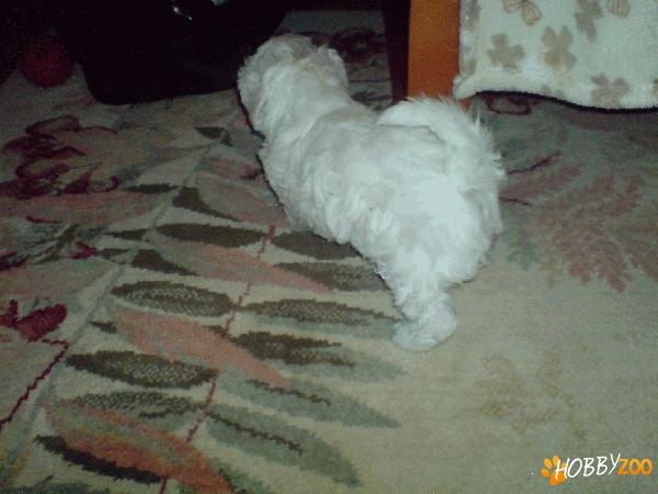 vand catelusa bichon