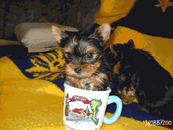 yorkshire terrier de vanzare