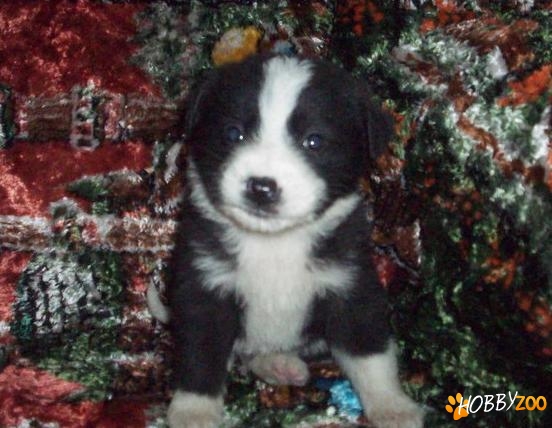border collie rasa pura