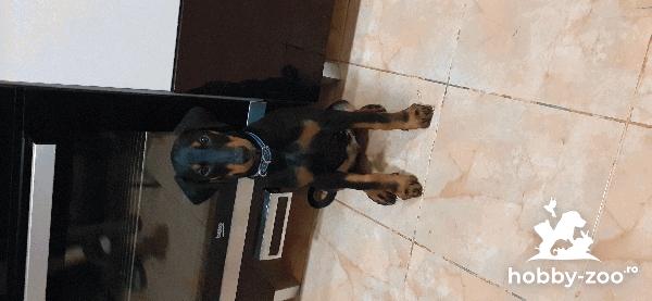 Cățelus doberman rasa pura