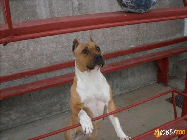amstaff femela