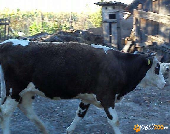 juninca frumoasa  gestanta