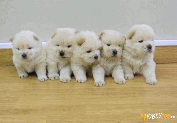 Chow chow pui crem          