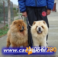 Pui Chow-Chow roscati si albi