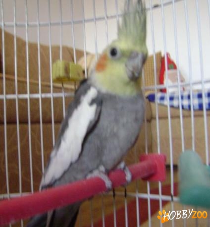 papagal nimfa tanar sanatos