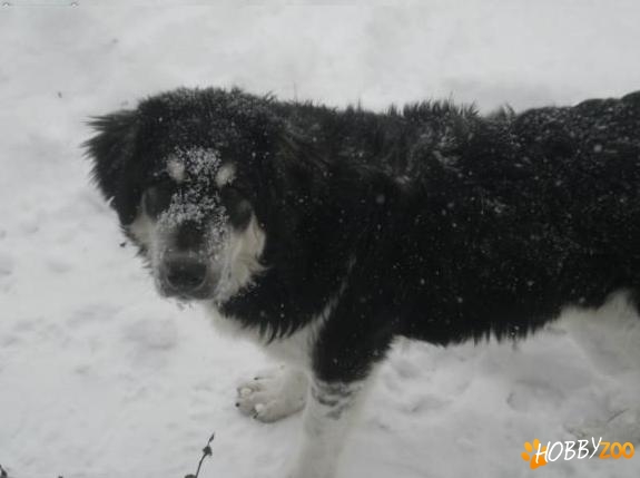 caine mascul ciobanesc de bucovina