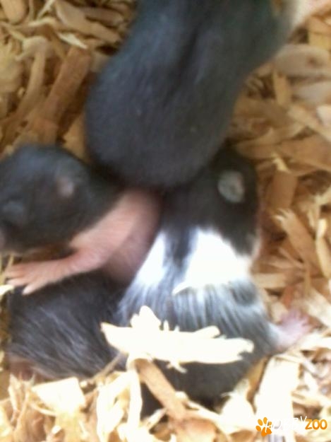 hamsteri alb cu negru roscat
