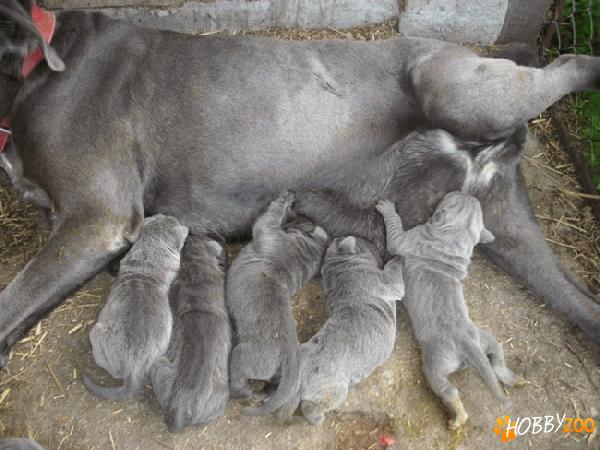 pui CANE CORSO-DE VANZARE