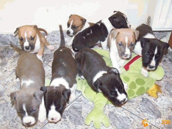 vand catei amstaf satu mare