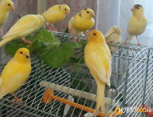 Canari culoare galben pata neagra