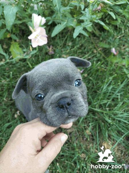 Bulldog francez de vanzare 