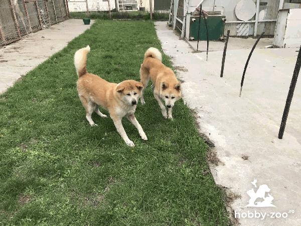Câine de vanzare Shiba Inu