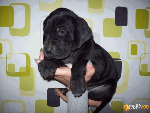 vand catei dog german satu mare