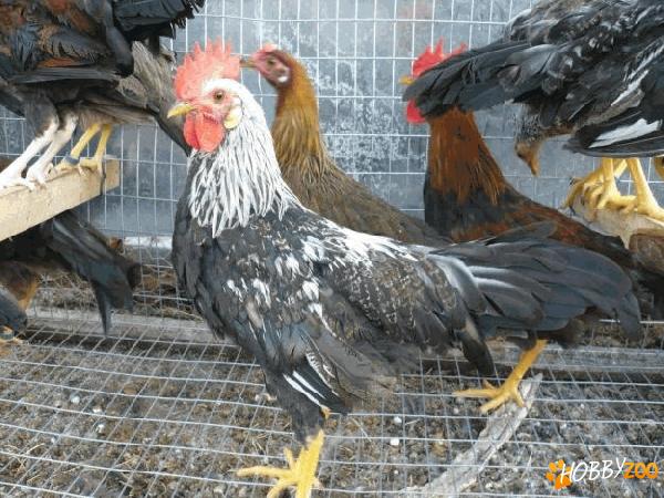 cocosi tineri rasa leghorn