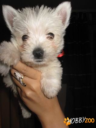 PUIUTI WESTIE DE VANZARE,