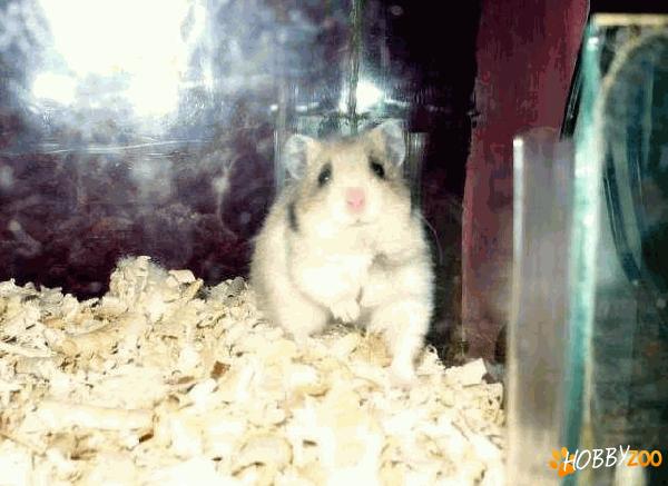 hamster siberian mascul