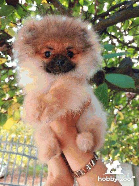 Pomeranian Spitz Premium