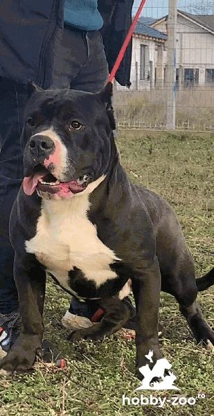 Mascul American bully, 8 luni