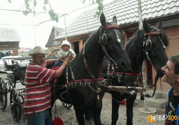 Cai din rasa Frizian