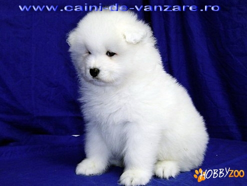 Samoyed - alb imaculat - pt. copii
