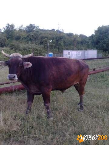 vand pereche de bovine