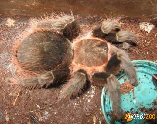 vagans boehmei albiceps