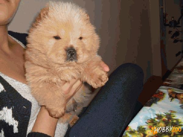 vand pui chow chow alb mascul
