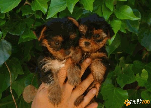 yorkshire terrier toy