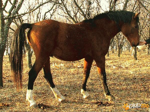 Vand cai Shagya Arab