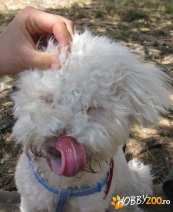imperechere bichon bolognese 