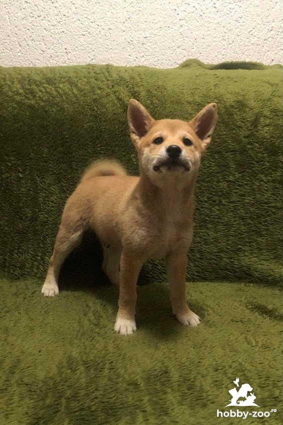 Shiba Inu vânzare căței