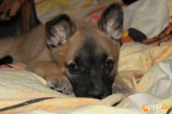 vanzare belgian malinois