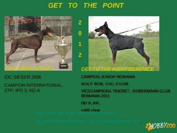 dobermann show si lucru
