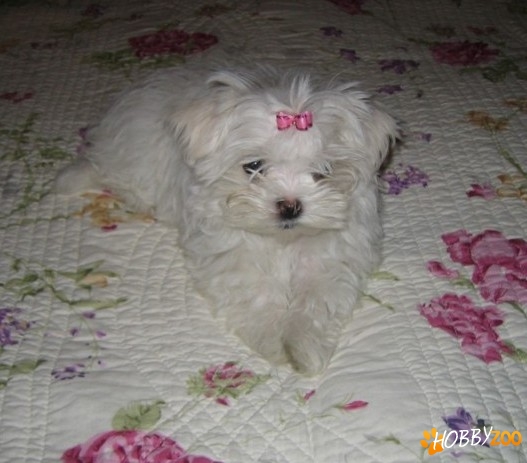 bichon malteze bucuresti,constanta