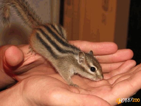 veverite siberiene canadiene