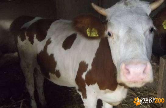 juninca baltata romaneasca