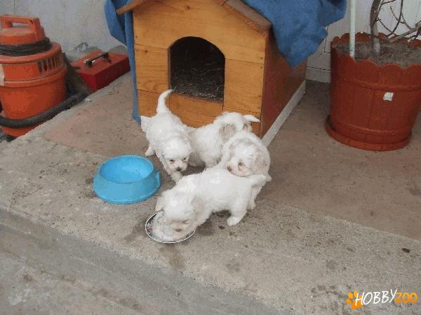 De vanzare bisoni baiat si fata  2 luni