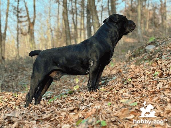 Mastiff Sud-African – Pui Boerboel
