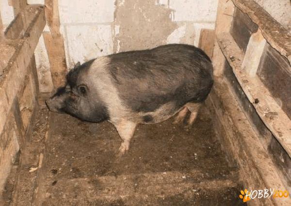 pereche de porci vietnamezi