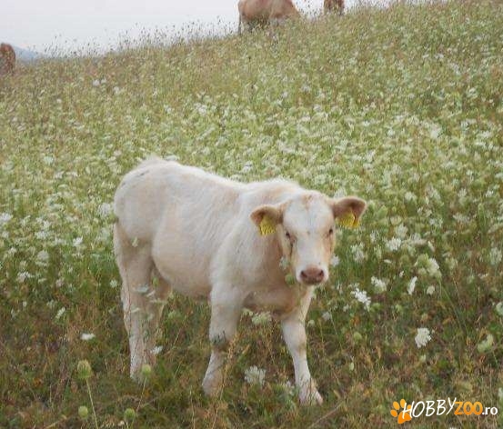 rase de carne Charolais si Limousin