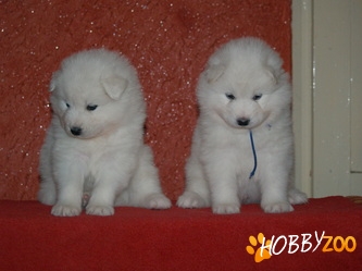 Vans Samoyede 2 luni