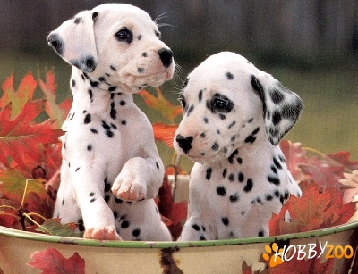 Vindem catei Dalmatian