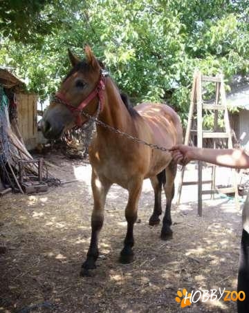 Iapa Manza rosie semigrea