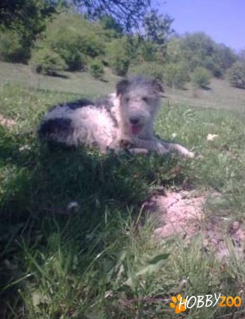 Caine de vanatoare Fox terrier